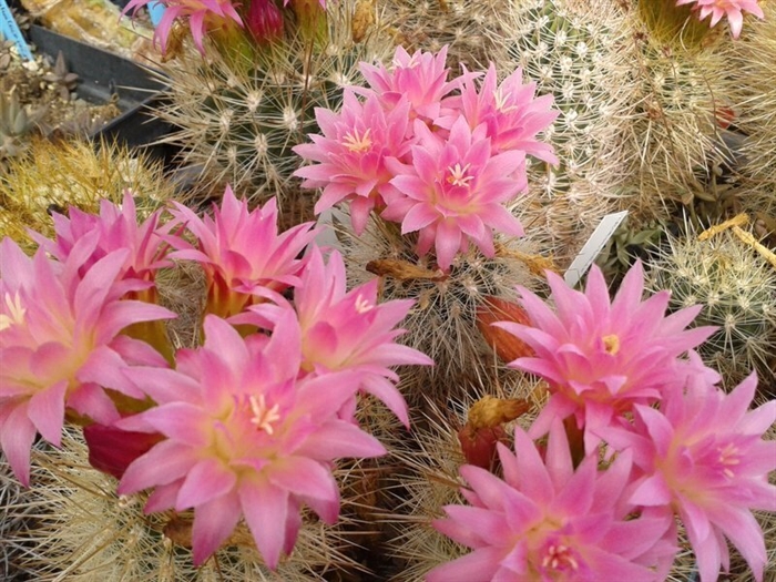 Mora i Bravard de Casarabonela Botanical Garden for Cacti and other  Succulents