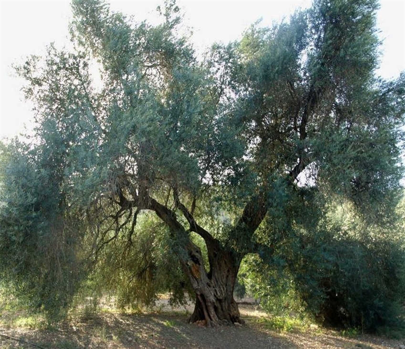 Naturdenkmal Der Olivenbaum von Fuentebuena
