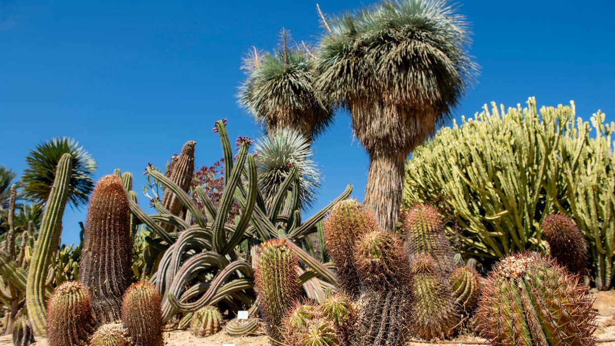 Jardn de Cactus y Suculentas